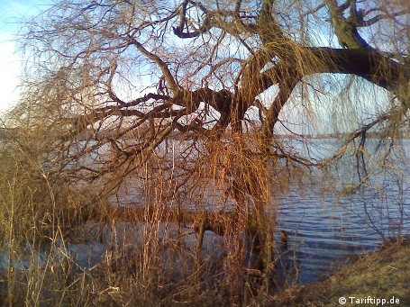 Im Zentrum des Bild ist die Trauerweide an der Alster scharf getroffen, die R&auml;nder hingegen sind unscharf